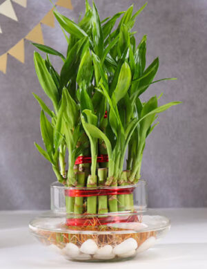 Three Layer Lucky Bamboo In Pot Puri Glass Vase