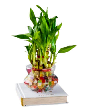 Two Layer Lucky Bamboo In Pot Puri Glass Vase