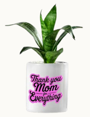 Thank You Mom Sansaveria Plant